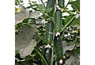 Барвина F1 - огурец партенокарпический, 500 семян, Nunhems (Нунемс) Голландия фото, цена